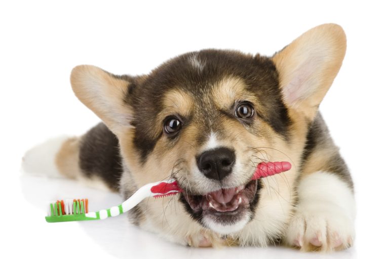 Dental Care for your Pets